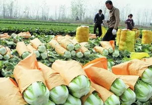 洞悉农产品四大流通模式，构建高效苹果销售新蓝图