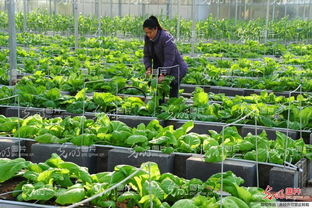 江苏太仓 科技赋能，铸就农产品“含金量”新高地